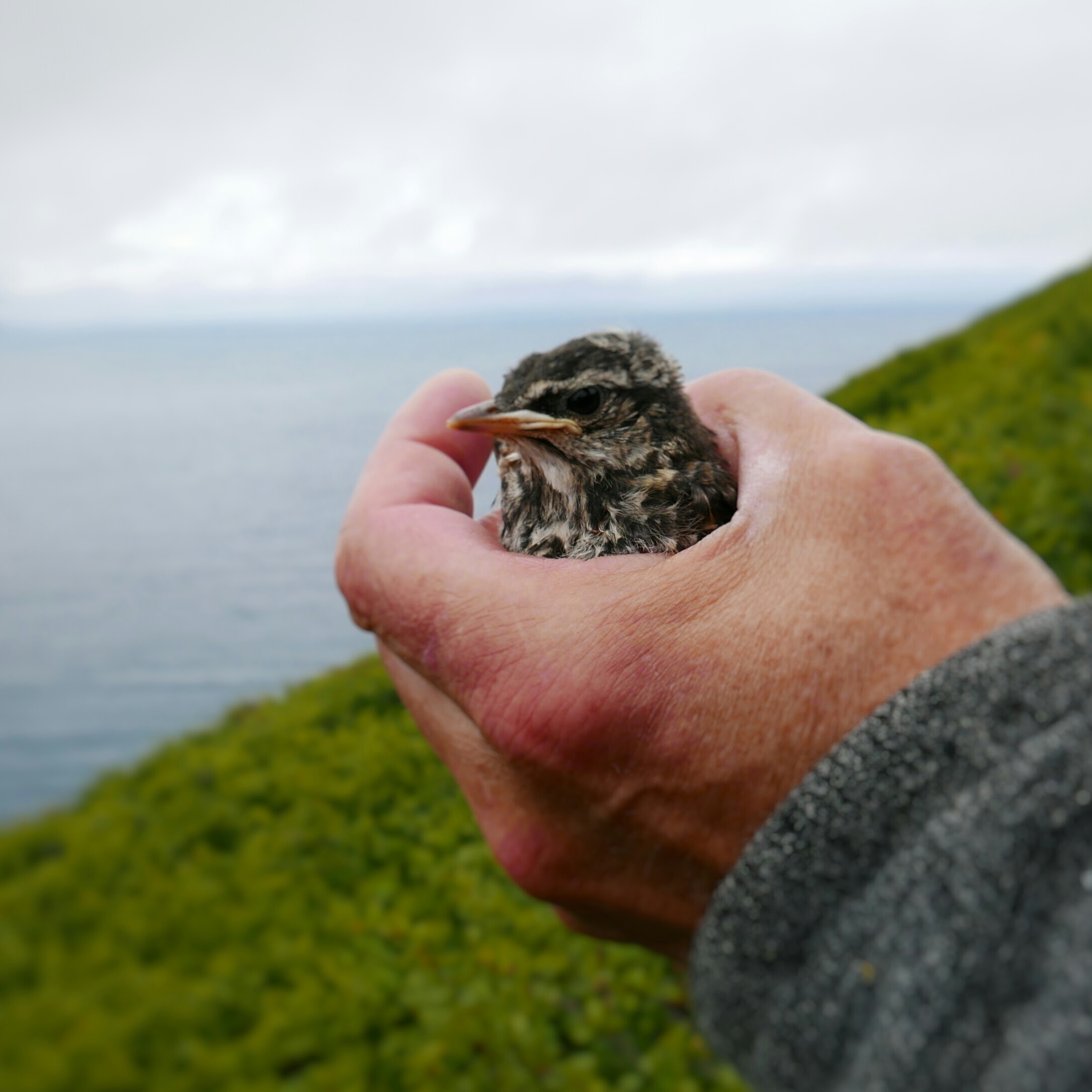 Vogel. Flateyjarskagi